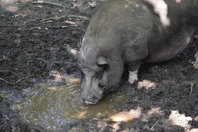 职业精神的 职业精神的